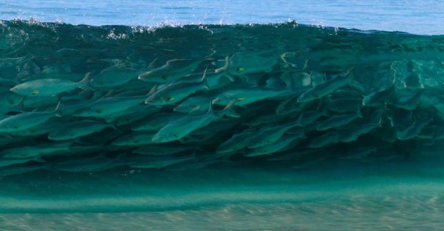 Salmon are here boys!!